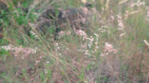 close-up of grass in the breeze