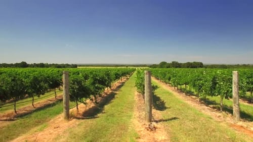 San Antonio Tree Farm Aerial View