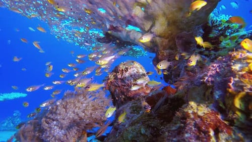 Underwater Fish and Coral Garden