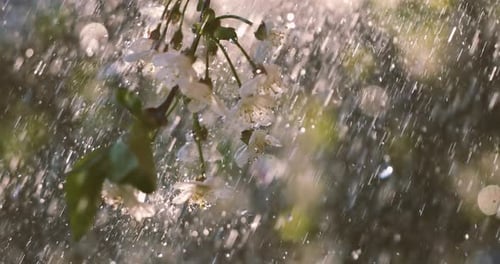 Cherry blossom period. Drops of spring rain fall on a cherry blossom. Shot on super slow motion