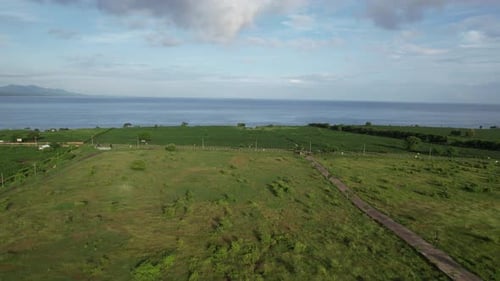 Corn field in Sumbawa
