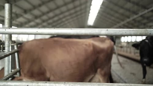 Cows on a diary farm eating. Cattle of cows