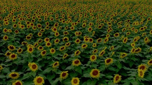 Girasoles