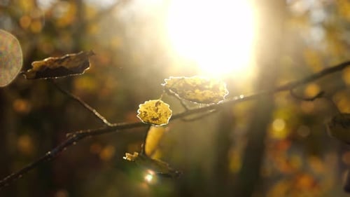 Fond en automne de couleur orange avec de beaux rayons de soleil à travers les feuilles qui tombent
