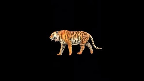Wild Tiger Walk Fast 2