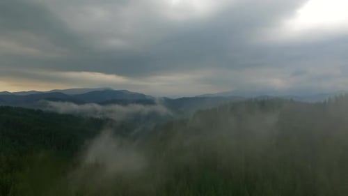 AERIAL: Flying above foggy pine forest treetops. Thick misty clouds rising from lush spruce forest o