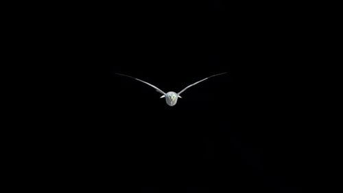 Seagull Fly
