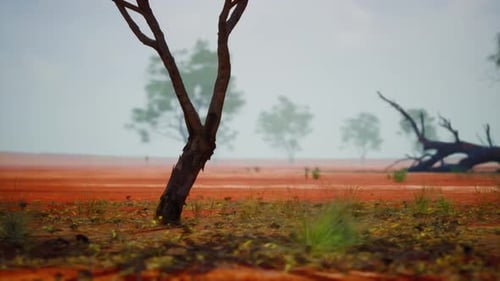A Solitary Tree Standing in an Open Field