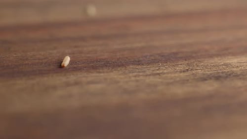 Small Grub Moves on Wood Surface in Macro Shot