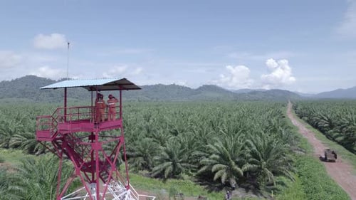 Aerial view oil palm field in west borneo