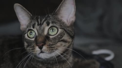 The Cat With Green Eyes Moving His Head In Circular Motion. -close up shot
