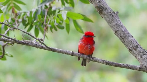 Pequeño papamoscas rojo escarlata, Pyrocephalus rubinus, de plumaje húmedo, posado en la rama de un árbol contra
