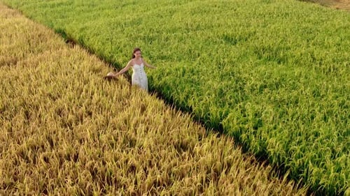 Aerial View of Happy Young Woman with Raised Arms Relaxing in Wheat Field on Sunset Celebrating