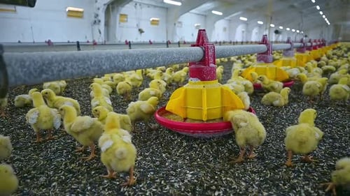 Large group of newly hatched chicks on a chicken farm.