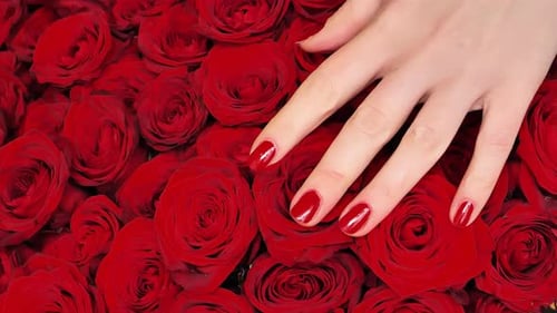 Hand with Red Nails Touching Beautiful Red Roses
