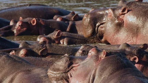 A close-up of a herd of hippos lies peacefully in a pond in the wild