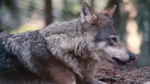 Wolves playing, fighting, eating. Both adult wolves and wolf cubs / wolf pups, or puppies.
