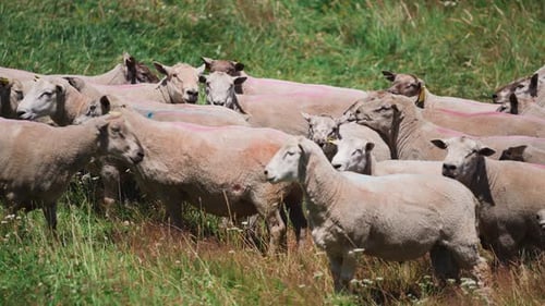 Freshly shaved herd of sheep standing outside in grass field on sunny day