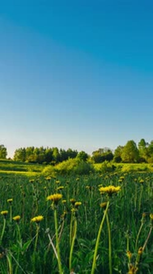 Timelapse of dandelion flower field blooming. Nature in spring. Vertical video.