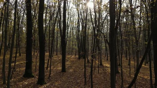 Sunny Day in a Forest in Autumn 49