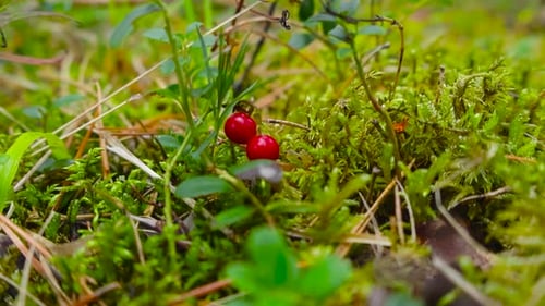 Des airelles ou des canneberges d'un rouge vif et foncé se rapprochent dans une forêt située à Saaremaa, en Estonie