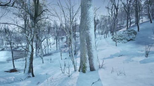 Forest in Winter Time at Sunset