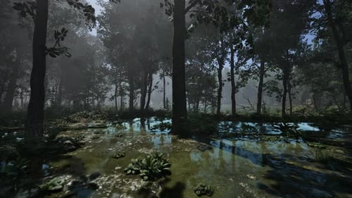 Fog and Dawn of the Sun in the Swamp