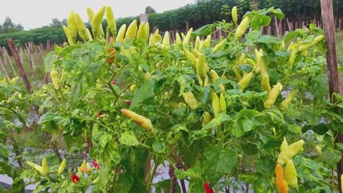 fresh cayenne pepper on the tree