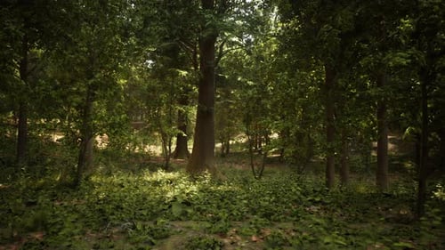 A Lush and Vibrant Forest with a Canopy of Green Trees