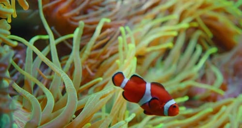 Large group of clownfish swim in anemones on coral reef. Red Sea or two-banded anemonefish. Marine f