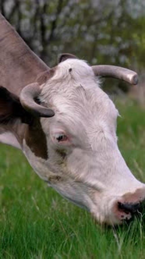 Cow grazing on a meadow. Cattle standing in a green field Vertical video