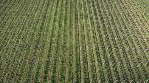 Endless fruit garden with blooming green trees in rows