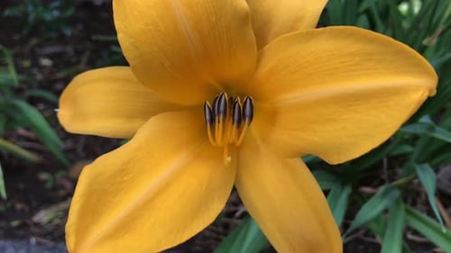 Daylily with yellow petals and stamens swaying in the wind surrounded by green foliage