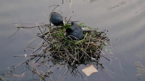 Wild Eurasian common Coot Fulica atra swimming around grassy river nest