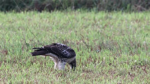 Ein Rotschwanzfalke, der seine Beute auf einer Wiese frisst.