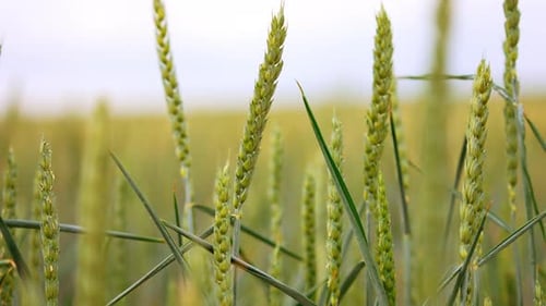 Green ears of wheat growing in the farmlands. Ripening spikelets swaying softly in the wind.