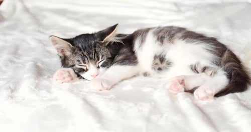 Cute Kitten Sleeping Peacefully on White Blanket
