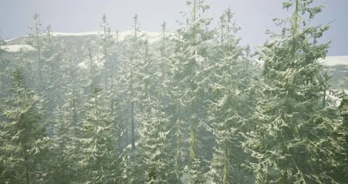 Winter Forest Covered in Snow with Tall Evergreen Trees