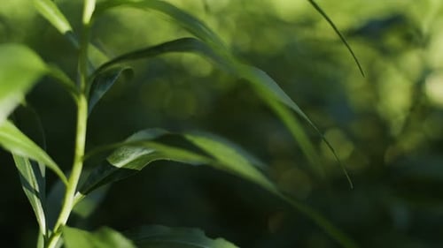 Green plants in the forest blow gently in the wind.