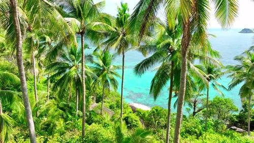Drone Aerial view flying through many coconut trees in tropical island.