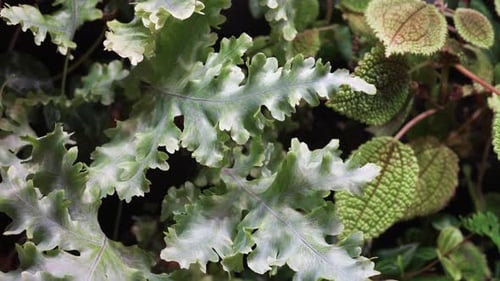 Interior Space with a Vertical Living Wall of Green Plants
