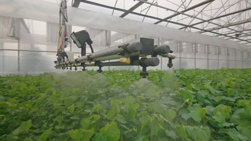Green Fields Being Watered In Greenhouse