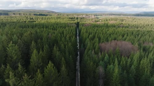 Aerial top down shot over road through a coniferous forest on a cloudy day. Drone shot flying over t