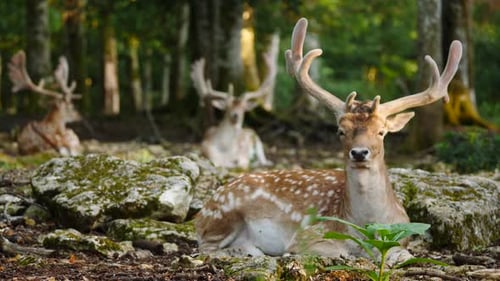 Deer Resting Peacefully in Lush Green Forest