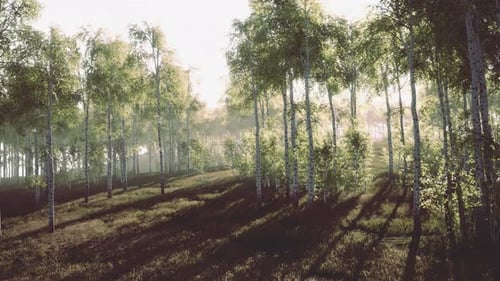 White Birch Grove in Spring