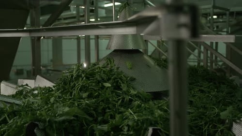 Máquina de línea de producción clasificadora con gran volumen de lechuga