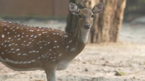 The Chital Deer in the zoo.