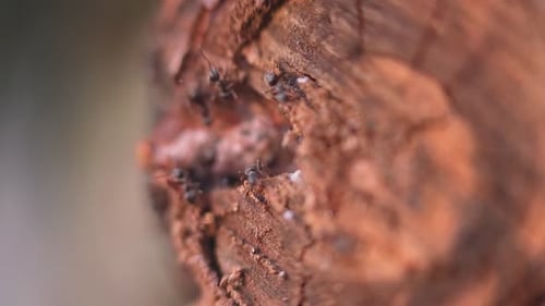 Ants Collecting Tree Resin in Macro View