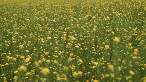 Panoramic View of Golden Rapeseed Blooms Moving Slightly with Wind