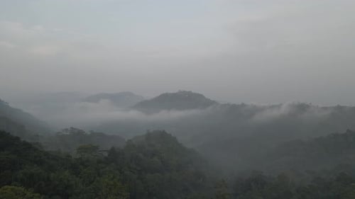Aerial Foggy green forest with canopies of spruce trees and sunrise rays shining through branches in